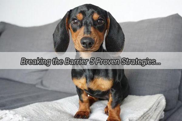 Breaking the Barrier 5 Proven Strategies to Win Your New Dogs Heart